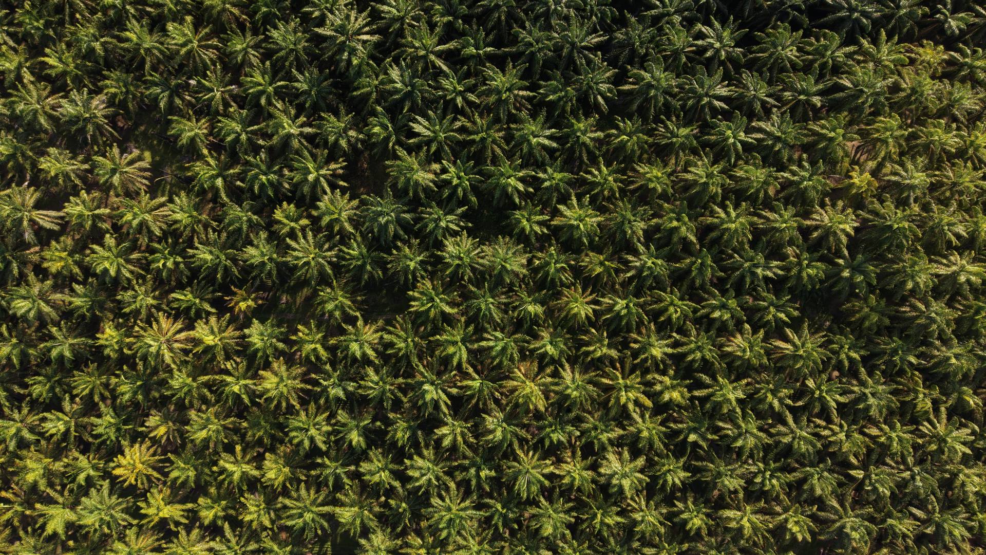 Toma aérea de una plantación de palmas, Costa Rica